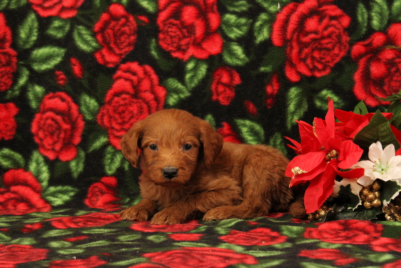 puppy, for, sale, Mini Goldendoodle F1, Matthew B. Stoltzfus, dog, breeder, Gap, PA, dog-breeder, puppy-for-sale, forsale, nearby, find, puppyfind, locator, puppylocator, aca